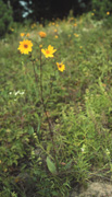 western sunflower